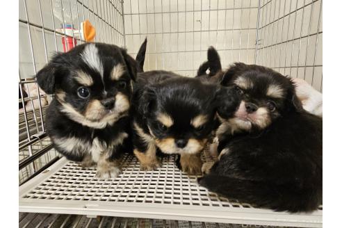 成約済の愛知県のミックス犬-372589の3枚目