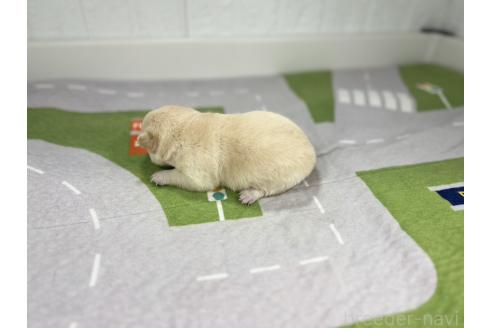 成約済の愛知県のミックス犬-372593の6枚目