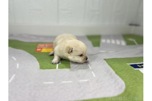 成約済の愛知県のミックス犬-372593の4枚目