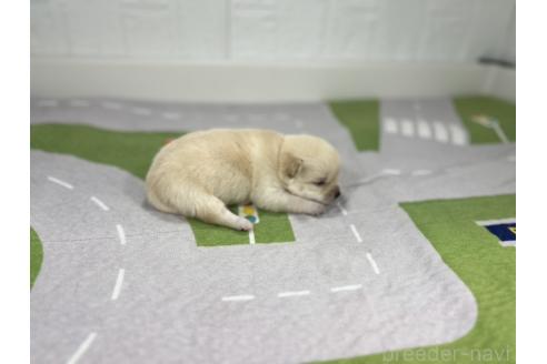 成約済の愛知県のミックス犬-372593の2枚目
