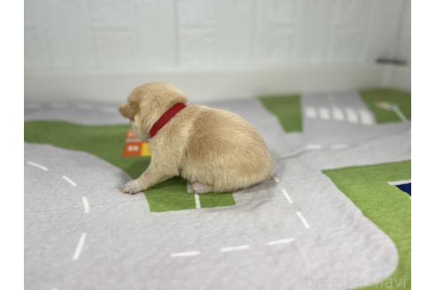 成約済の愛知県のミックス犬-372595の6枚目