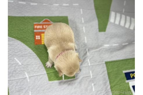 成約済の愛知県のミックス犬-372595の5枚目