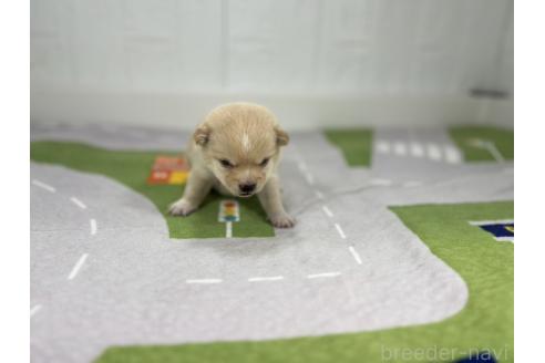 成約済の愛知県のミックス犬-372595の4枚目