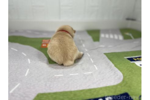 成約済の愛知県のミックス犬-372595の3枚目