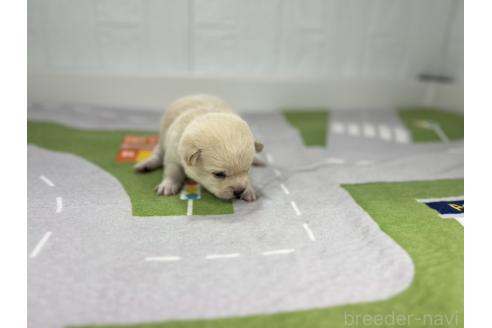 成約済の愛知県のミックス犬-372596の6枚目
