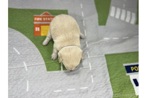 成約済の愛知県のミックス犬-372596の5枚目