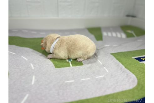 成約済の愛知県のミックス犬-372596の4枚目