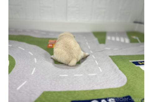 成約済の愛知県のミックス犬-372596の3枚目