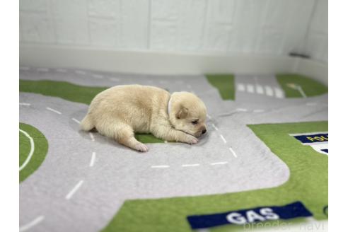 成約済の愛知県のミックス犬-372596の2枚目