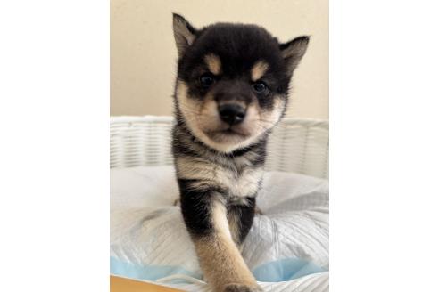成約済の兵庫県の豆柴-372611の2枚目