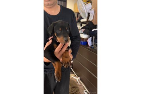 成約済の長崎県のドーベルマン-372561の3枚目