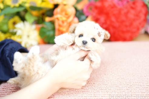 成約済の埼玉県のビションプー:ビションフリーゼ×トイプードル-372614の4枚目