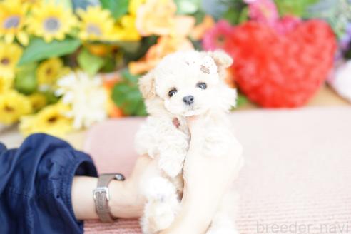 成約済の埼玉県のビションプー:ビションフリーゼ×トイプードル-372614の3枚目