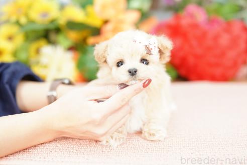 成約済の埼玉県のビションプー:ビションフリーゼ×トイプードル-372614の2枚目