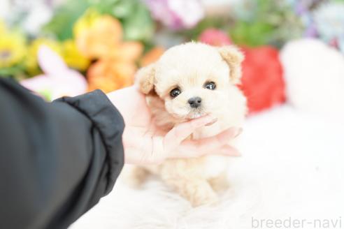 成約済の埼玉県のビションプー:ビションフリーゼ×トイプードル-372614の1枚目