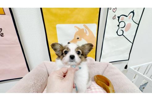 成約済の東京都のパピヨン-372679の2枚目