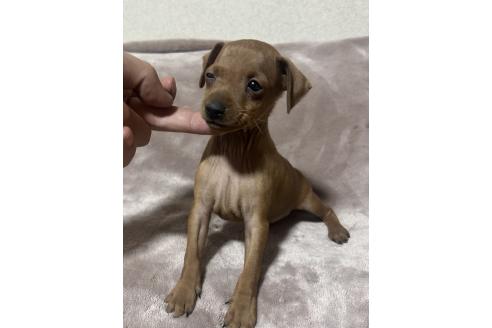 成約済の静岡県のミニチュアピンシャー(ミニピン)-367771の7枚目