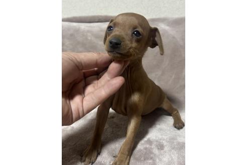 成約済の静岡県のミニチュアピンシャー(ミニピン)-367771の6枚目