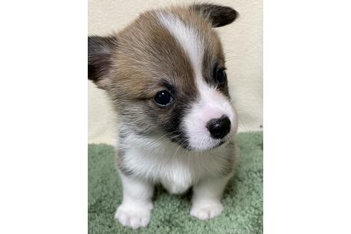 販売中の広島県のウェルシュコーギーペンブローク-372700