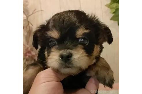 成約済の愛知県のチワプー:チワワ×トイプードル-368066の1枚目