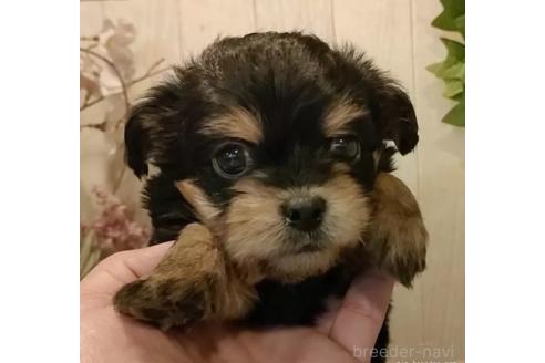 成約済の愛知県のチワプー:チワワ×トイプードル-368066の5枚目