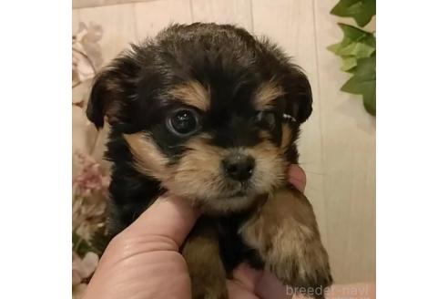 成約済の愛知県のチワプー:チワワ×トイプードル-368066の4枚目