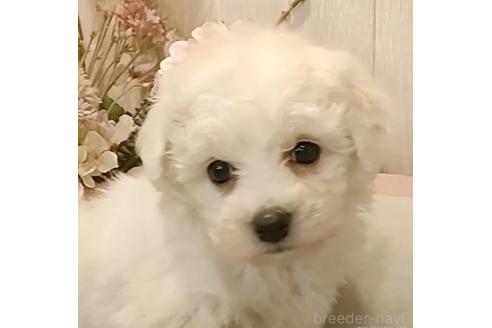 成約済の愛知県のビションフリーゼ-370296の1枚目