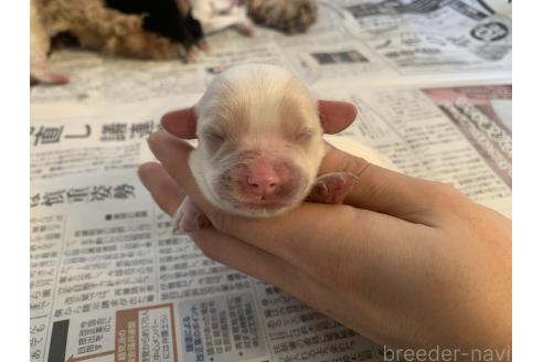 成約済の東京都のキャバプー:キャバリア×トイプードル-372721の5枚目