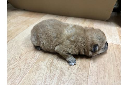 成約済の熊本県の豆柴-371285の5枚目