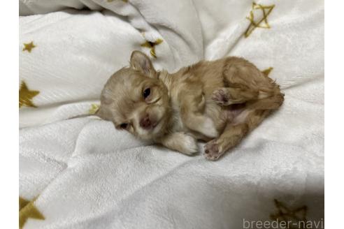 成約済の熊本県のチワワ(ロングコート)-371282の5枚目