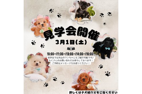 成約済の静岡県のポメラニアン-372517の3枚目