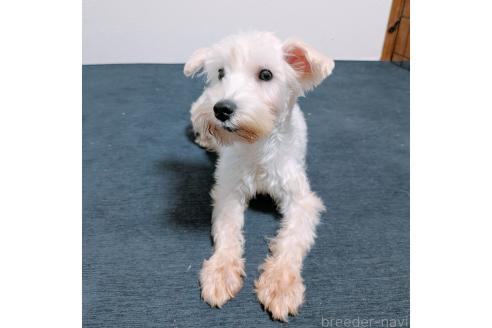 ミルクちゃん1枚目