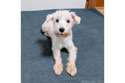 ミルクちゃん1枚目
