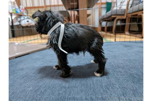 成約済の長崎県のミニチュアシュナウザー-372438の3枚目