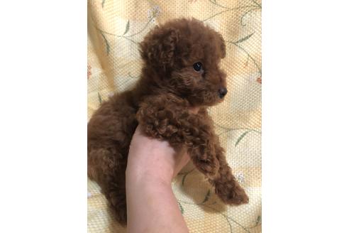 成約済の兵庫県のトイプードル-371506の8枚目