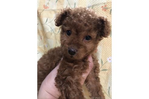成約済の兵庫県のトイプードル-371506の4枚目