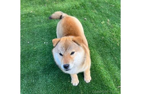 成約済の長野県の柴犬-369847の3枚目