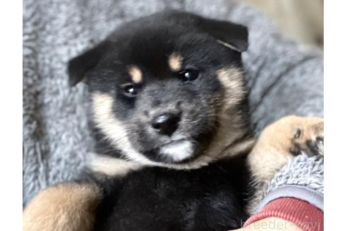販売中の埼玉県の柴犬-370320の1枚目