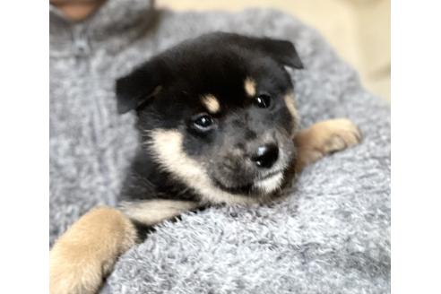 販売中の埼玉県の柴犬-370320の5枚目