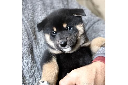 販売中の埼玉県の柴犬-370320の3枚目