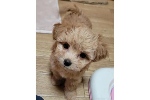 成約済の千葉県のチワプー:チワワ×トイプードル-370609の8枚目