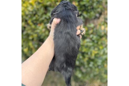 成約済の福岡県のミニチュアダックスフンド(ロングヘアード)-372739の3枚目