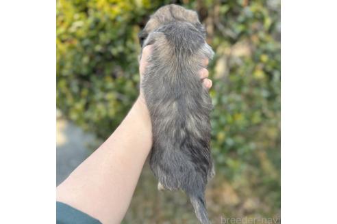 成約済の福岡県のミニチュアダックスフンド(ロングヘアード)-372741の8枚目