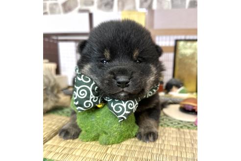 成約済の愛知県の豆柴-372750の21枚目