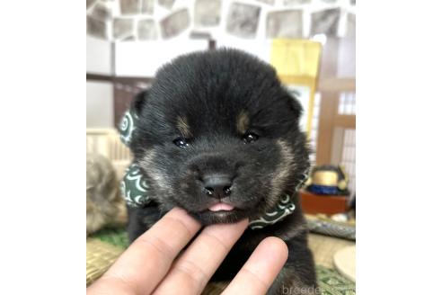成約済の愛知県の豆柴-372750の20枚目