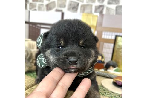 成約済の愛知県の豆柴-372750の18枚目