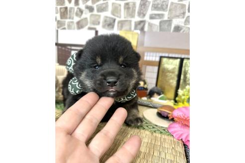 成約済の愛知県の豆柴-372750の16枚目