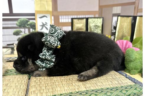 成約済の愛知県の豆柴-372750の14枚目