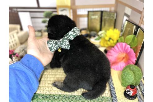 成約済の愛知県の豆柴-372750の12枚目