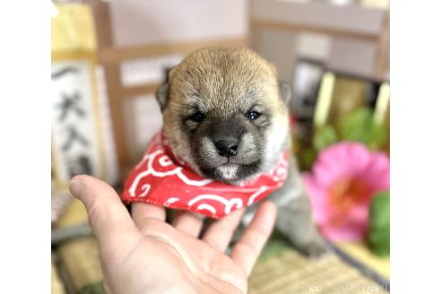 成約済の愛知県の豆柴-372751の25枚目